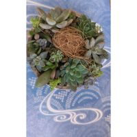 シバザクラ,多肉植物の寄植え,凍み渡り,多肉植物,青空に映えるの画像