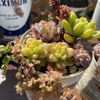 アロマティカス,ブロウメアナ,多肉植物,かわいい,普及種の画像