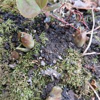 サンシュユ,ツワブキ,フクジュソウ,クサボケ,2026百花魁の画像