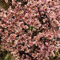 ウメ,エリカ,ヒイラギ,咲いてくれてありがとう❤,被災地にエールを…。の画像