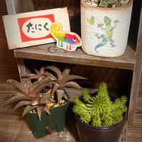 ハオルチア,ハオルチア,ドラゴンボール,四海波,フォーカリア四海波の画像