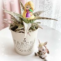 アロエ,可愛い〜♡,多肉植物のある暮らし,とってもキレイ♡,キュンキュン乙女倶楽部の画像