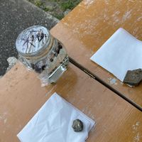 マツ,盆栽,初心者,種から,超初心者の画像