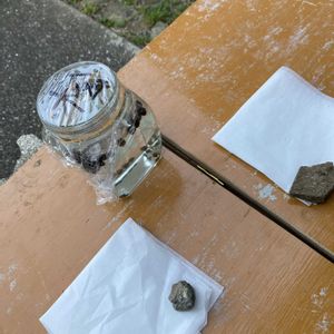 マツ,盆栽,初心者,種から,超初心者の画像