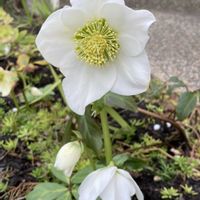 シャクヤク,クリスマスローズ ニゲル,原種シクラメン コウム,シャクヤク 陽炎,クリスマスローズ ニゲル HGCジョセフレンパーの画像