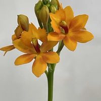 ガーベラ,ベゴニア,エビデンドラム,花のある暮らし,蕊ファンの画像