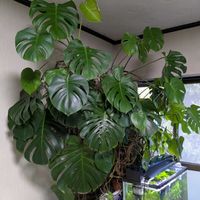 木立ベゴニア,長寿,嬉しい❤️,モンステラ♪,ベンジャミン♪の画像
