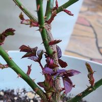 バラ 鉢植え,バラのある暮らし,春が待ち遠しい,バラの芽吹き,ばら バラ 薔薇の画像