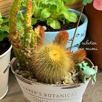 サクラソウ,アイビー,サボテンの寄せ植え,コポたん,キュンキュン乙女倶楽部の画像