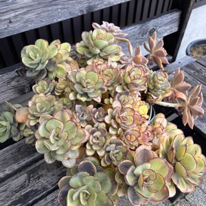 多肉植物,放置多肉,愛知県尾張の画像
