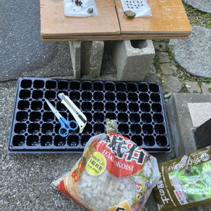 マツ,盆栽,初心者,種から,超初心者の画像