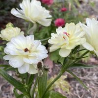 ラナンキュラス,タンポポ,ラナンキュラス　ラックス,にわ,やっぱり白花の画像