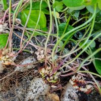 カタバミ,小さな庭の画像