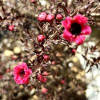 ゼラニウム,ゼラニウム,ギョリュウバイ,ゼラニウムファイヤーワークス,ゾナルゼラニウムの画像