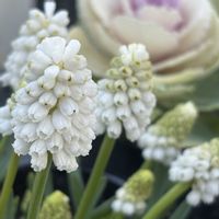 オキナグサ,ムスカリ ホワイトマジック,桜鬼,多肉植物,多肉植物のある暮らしの画像