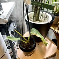 フィロデンドロン,森林浴,熱帯植物,癒しの空間,寒さに負けるなの画像