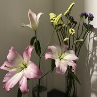 スターチス,スターチス,ユリ,ユリ,ピンク❤︎ピンクの画像