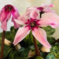 十二の巻,シクラメン イリュージア,ハオルチア属,楽しみ〜,小さな幸せ♡の画像