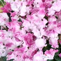 シクラメン,シクラメン,レモン,ｼｬｺﾊﾞｻﾎﾞﾃﾝ(ﾃﾞﾝﾏｰｸｶｸﾀｽ),食べるの大好き❤の画像