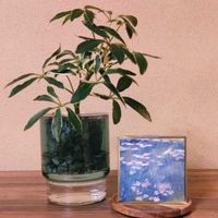 シェフレラ,シェフレラ・ムーンドロップ,シェフレラ・ムーンドロップ,観葉植物,ハイドロカルチャーの画像