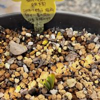 リコリス,リコリス・スプレンゲリー,いつも心に太陽を,多肉もお花も大好き❤️,小さな庭の画像