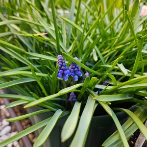 ムスカリ,鉢植え,明るい日陰,プランター,ガーデニング初心者の画像