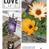 クレマチス,ディモルフォセカ,ディモルフォセカ パステリーナ,クレマチス　小波の画像