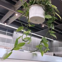 バニラ,バニラビーンズ,世界らん展2026の画像