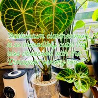 アンスリウム,アンスリウム クラリネルビウム,アンスリウム　ドラヤキ,森林浴,熱帯植物の画像