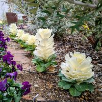 ハボタン,葉牡丹,平和を願う,医療関係者に感謝,２０２０年５月同期の画像