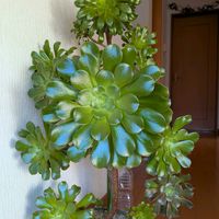 黒法師,カシミアバイオレット,アエオニウム,大きくな〜れ！,カッコイイ‼の画像