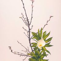 カラー,啓翁桜,ドラセナレフレクサ,ピンク,小原流の画像