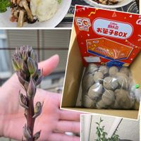 ドルフィンネックレス,マンガベ　ムーングロウ,カルビーぽろしり,花のある暮らし,PRの画像