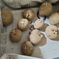 ジャガイモ,種まき,自家製腐葉土,タネラー,じゃがいもの画像