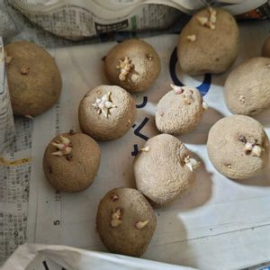 ジャガイモ,種まき,自家製腐葉土,タネラー,じゃがいもの画像