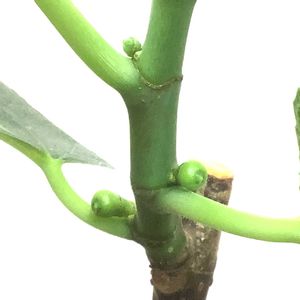 イチジク,いちじく,挿し木,室内栽培,鉢栽培の画像