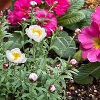 ペチュニア,花かんざしの画像