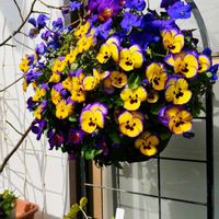よく咲くスミレ,ハンキング,ブルー系,ハンキングバスケット,籠寄植えの画像