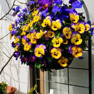 よく咲くスミレ,ハンキング,ブルー系,ハンキングバスケット,籠寄植えの画像
