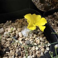 パキポディウム,恵比寿笑い,パキポディウム ブレビカウレ,実生,成長記録の画像