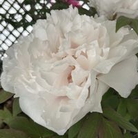 ボタン,京都府立植物園,早春の草花展2026の画像