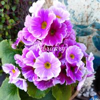 プリムラオブコニカ,可愛い,癒し,花のある暮らしの画像