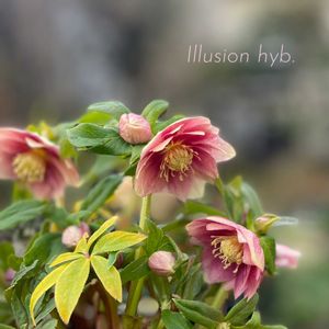 クリスマスローズ,ナチュラルガーデン,ジャンクガーデン,シェードガーデン,ナチュラルスタイルの画像