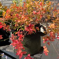 シモツケ ,シモツケゴールドフレームの画像