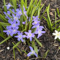 チオノドクサ,今日のお花,十勝ヒルズ,お出かけ先の画像