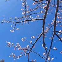 ウメ,サザンカ,白梅,白梅,クロガネモチの画像