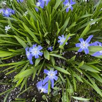 チオノドクサ,球根植物,多年草,キジカクシ科,お散歩中の画像