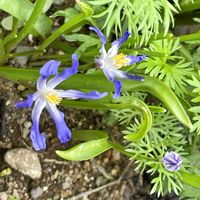 チオノドクサ,今日のお花,キュンキュン乙女倶楽部,ちっちゃいものクラブ,yu ＆ゆうクラブの画像