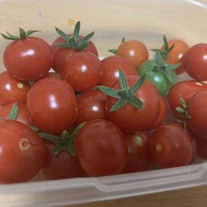 ミニトマト,家庭菜園,リビング・ダイニングの画像
