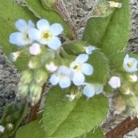 キュウリグサ,ムラサキ科,野草,お散歩中,越年草の画像